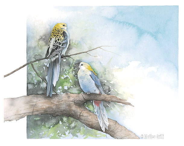 Pale-headed Rosellas, Watercolor Painting, Medium Print, Australian Birds, Home Decoration, Interior Design, Gift Ideas