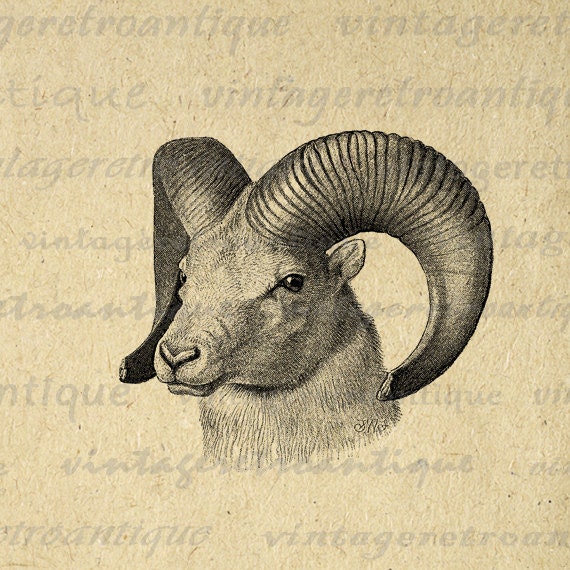Printable Image Goat Graphic Ram Digital Horns Animal Download Antique Clip Art for Transfers Printing etc HQ 300dpi No.485