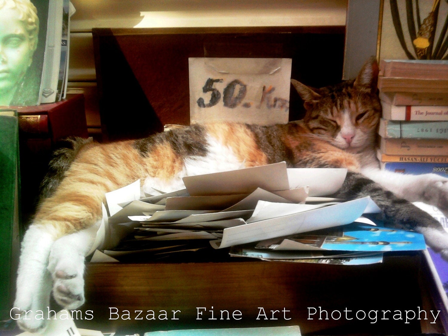 Siesta Time :)  - Animal Photography - Fine Art  Photography -  Cat Lovers - Home and Wall Decor