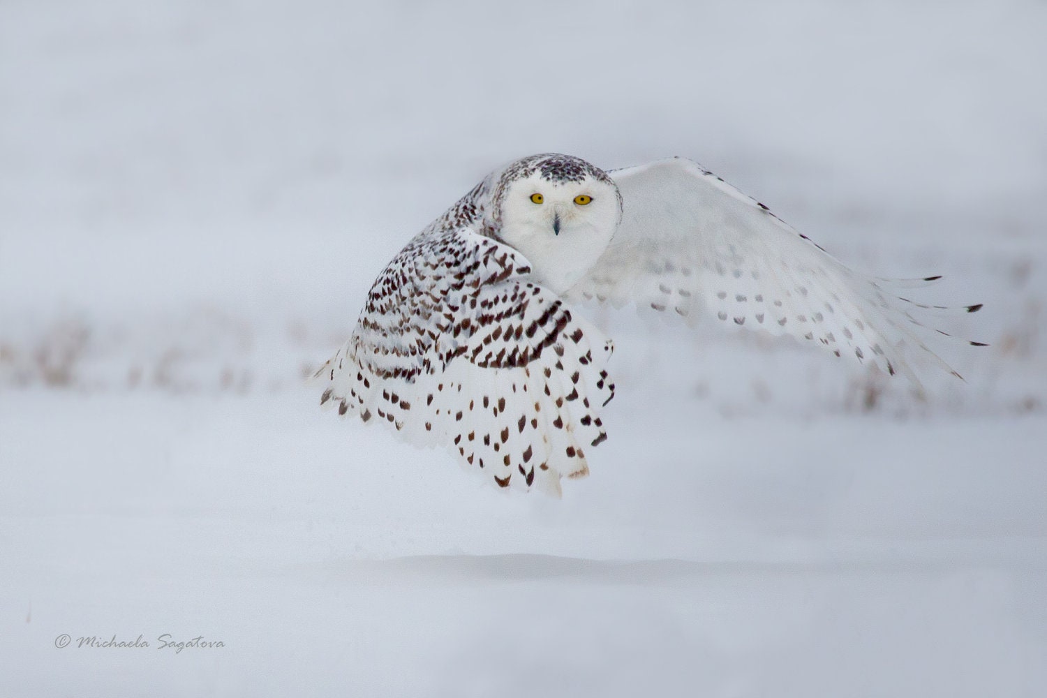 SNOWY OWL Print Collection 2 - Bird Photography,  5 Metallic Prints 5"x7" ,Raptor,Bird Of Prey,Winter
