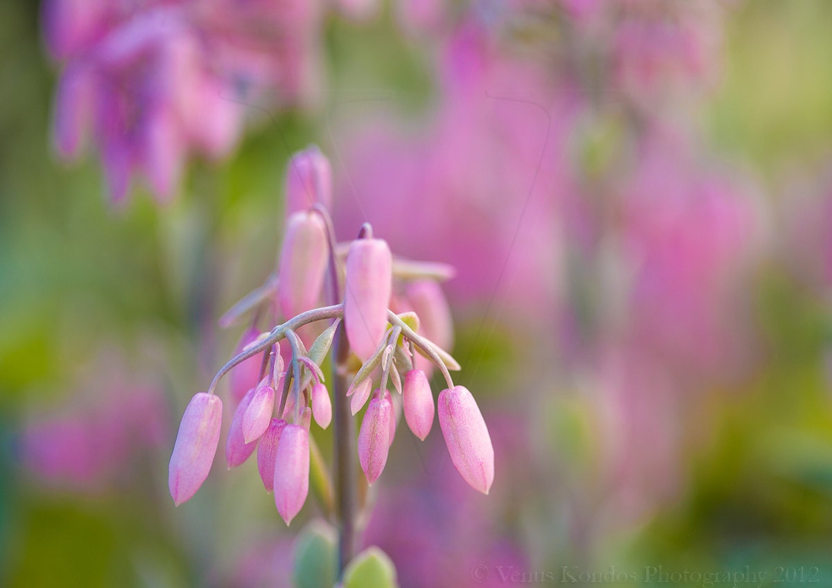 Fine Art Photography Card Macro Photography Flowers Pink and Green