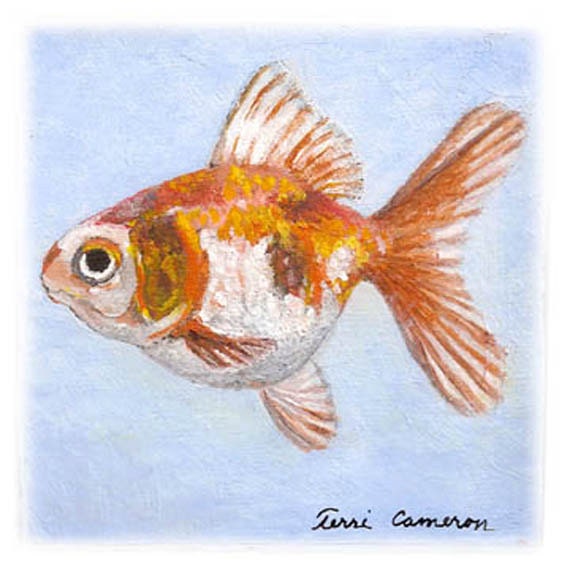 Calico Fantail Goldfish