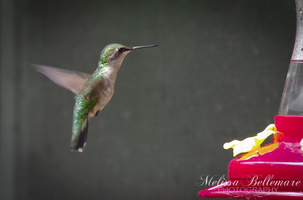 Photographic Print "Female Ruby Throated Hummingbird"