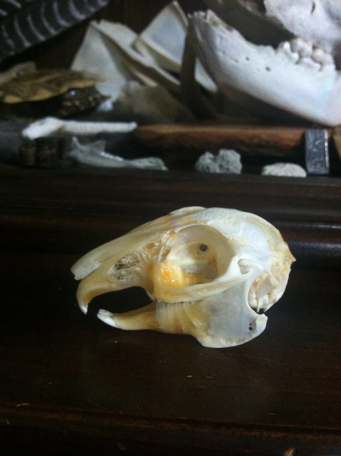RABBIT SKULL Bunny  Bones Taxidermy Nature