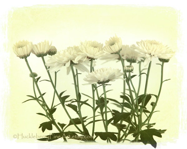 White Mum Photograph, Chrysanthemum Flower Photography, Dreamy Shabby Chic Floral Photo, Cream Green Home Decor Wall Art 8 x 10 Print