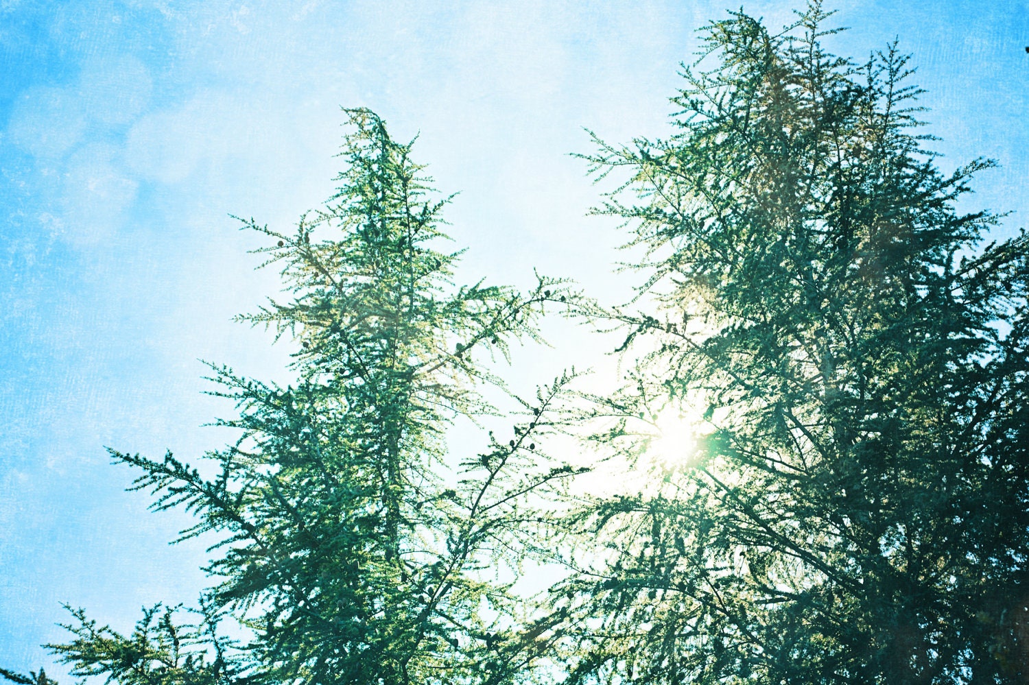 Brisk Winter Fine Art Photography-  Tree, Nature, Green, Winter, Black Bird,Dreamy Wall Decor - Evergreens