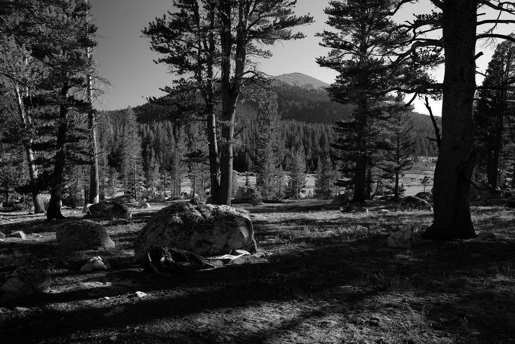 American West - Fine Art Photography - Black and White - Landscape - Nature - Horse Meadow - 8-1/2" x 11"