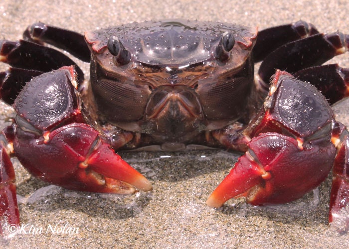 Crab Photograph, 5x7 matted photo, Fine Art Nature Photography, Beach Animals, Sea creatures, sea life, crabby