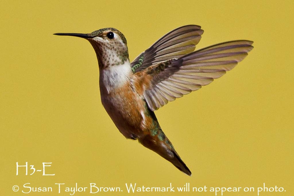 Hummingbird art print, hummingbird photo, 5x7 print, wild bird photo, bird photography, color photography, nature photography