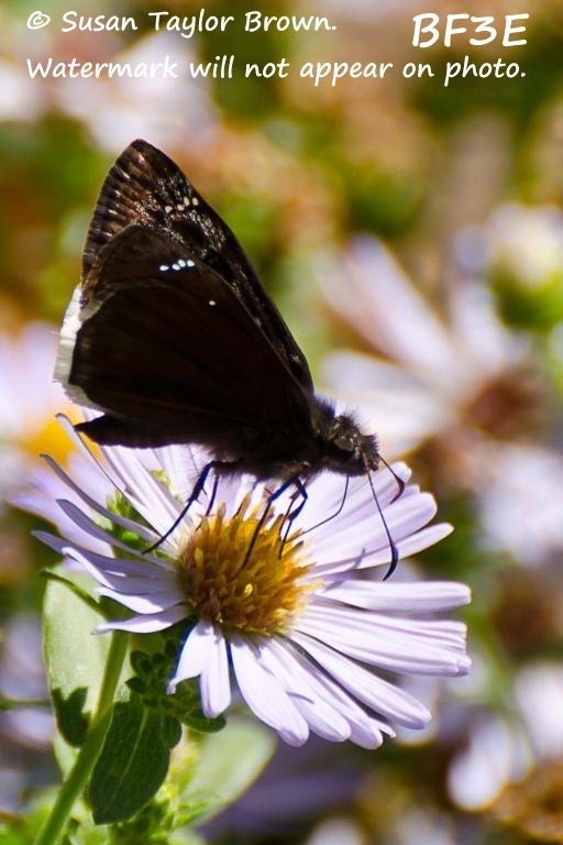 Black butterfly photo, California beach aster photo, fine art, nature photography, 5x7 print, native wildflower