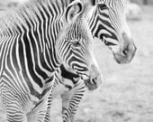 Vertical Zebras 8x10 photo print animal zoo nature photography black and white photo picture fine art home decor