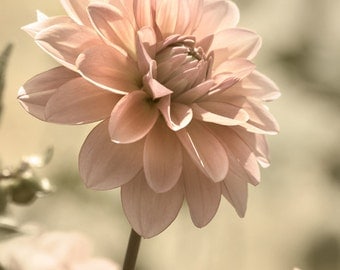 Dahlia Photograph, Nature photography, Pink Bedroom decor, gift for daughter, gift for wife - Statuesque Beauty -  8 x 10 Photo Print