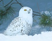 Snowy Owl, 8x10 Animal Photography, Wildlife Nature, Wild Bird Print, Kids Wall Art, North Woods Cottage Cabin, Winter Snow Decor