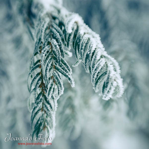 Winter wonderland, snow covered branch, green spruce branch, macro print, home decor 8x8" (20x20cm)
