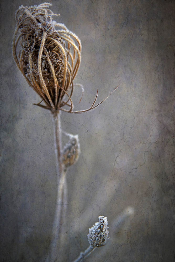 queen annes lace nature photography fine art photography 10x15 print home decor office decor