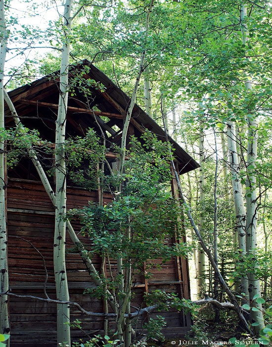 Cabin Picture -Colorado Photos -Abandoned House -Cabin in the Woods -Rustic Cabin Decor -Aspen Tree -Photography Gift -11x14 Print