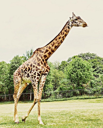 Zoo Animals, Giraffe, Tall, Spots, Brown, Boys Room, Kids Room, Home Decor, Kind, Wild - Mr. Giraffe (8x10) Fine Art Print