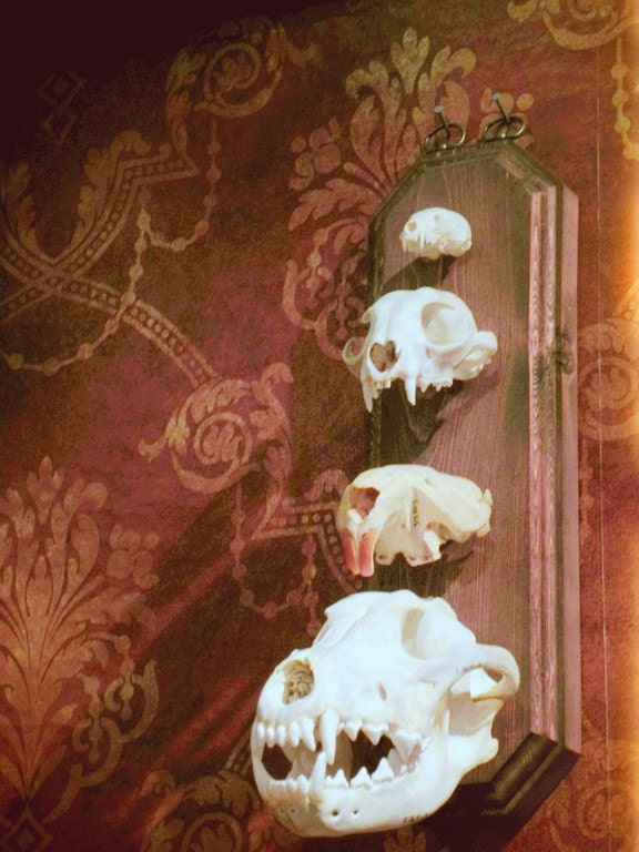 Woodland Animal Skulls Photo - Taxidermy Animal Bones Photograph - Rustic Forest Nature Photography