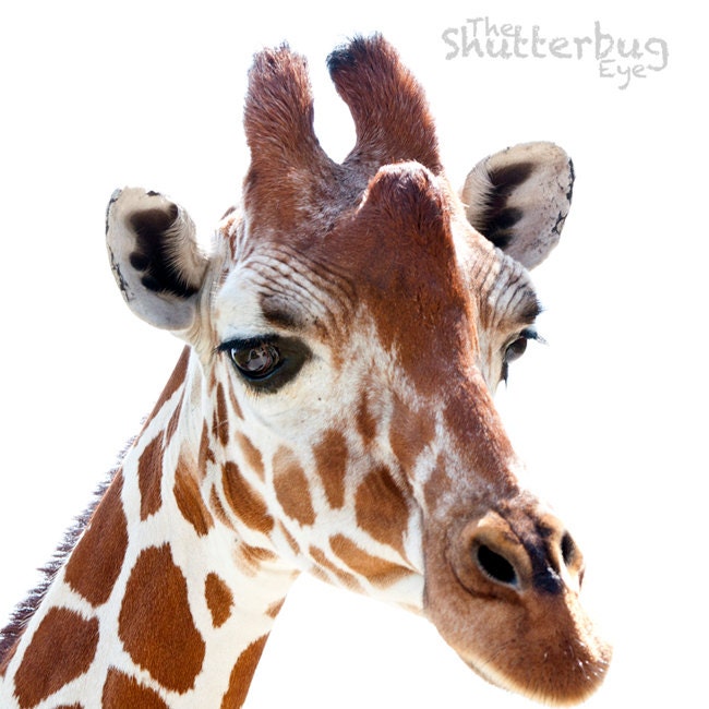 Animal Photography Print, Giraffe Portrait Photograph, Persimmon Orange, Pure White, 8x8 Nursery Decor