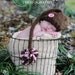 Baby Hat Pink and Brown with button photo prop-perfect for TWINS