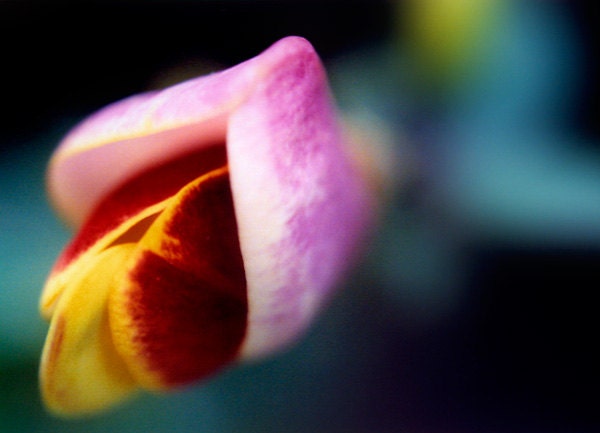 Broom flower photography, 5x7 nature photography print, closeup, red, pink, navy, teal, botanical wall decor