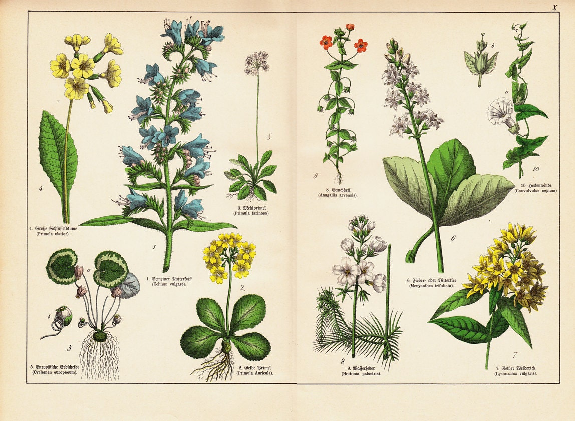 1887 Victorian HERBARIUM fine lithograph of a Natural History of the plant kingdom PL X 125 years old gorgeous largue print