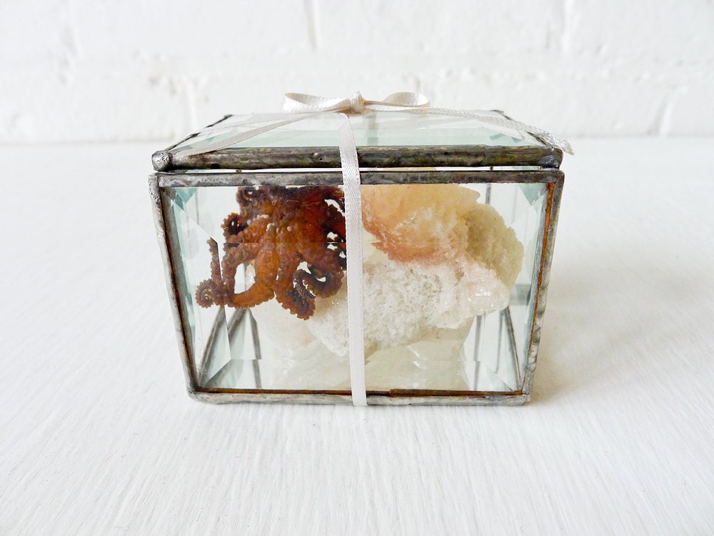 10% SALE - Little Miss Seawitch in a Box - REAL Octopus Specimen on India Crystal