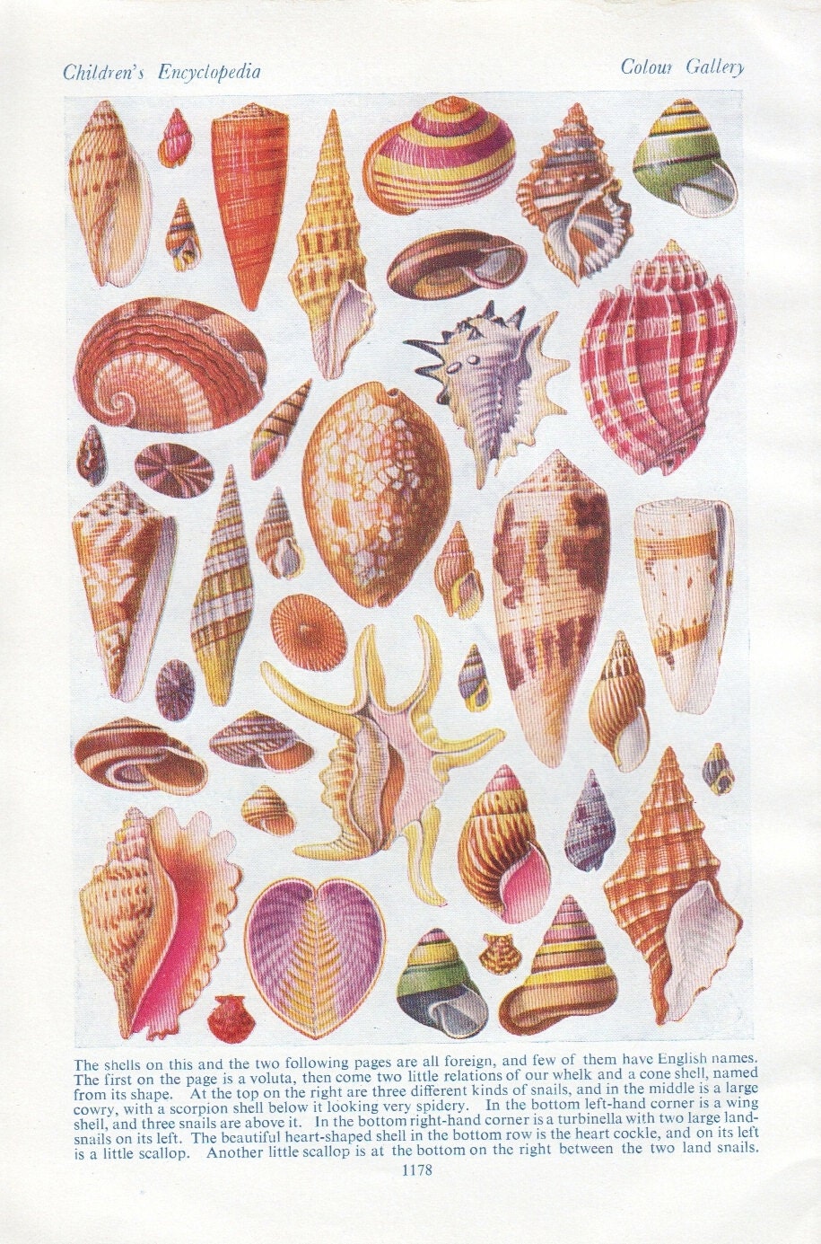 Seashells Prints