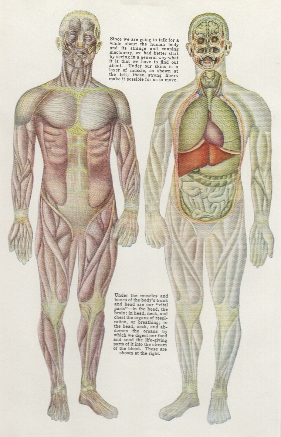 Medical Body