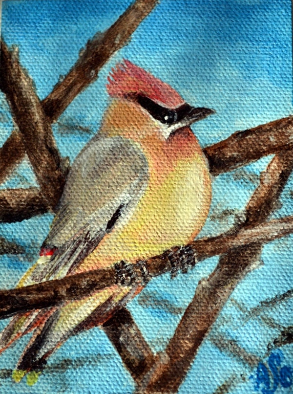 Original Acrylic Cedar Waxwing Bird Painting ACEO art card by Amanda Christine