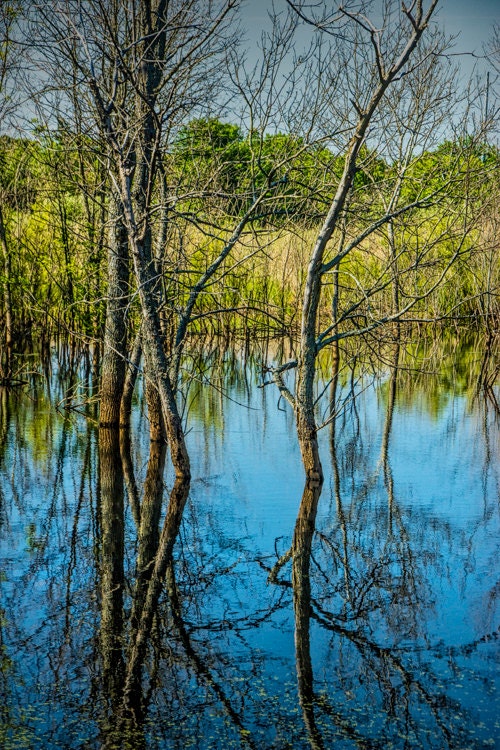 Trees and their Water Reflections on a Pond in West Michigan