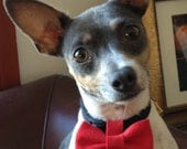 MEDIUM Snappy Critter Collar Bow Tie