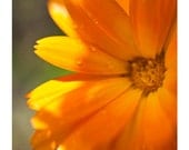 Orange Marigold photograph. Calendula flower art, soft botanical home decor floral artwork. 12x8 fine art photo by Tom Bland. UK seller