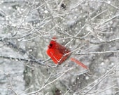 Cardinal Photography, Winter Photography, cardinal in the snow, male Northern cardinal photo, silver white red wall art, red bird, 8x12 - AmyTylerPhotography