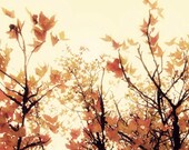 Tree Photography, Colorful Autumn Trees, Black Trees, Modern Art, Fall Leaves, Fall Trees, Rust, Burnt Orange Rustic Home Decor 8x10 Print