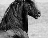 Stallion Calling - Fine Art Horse Photograph