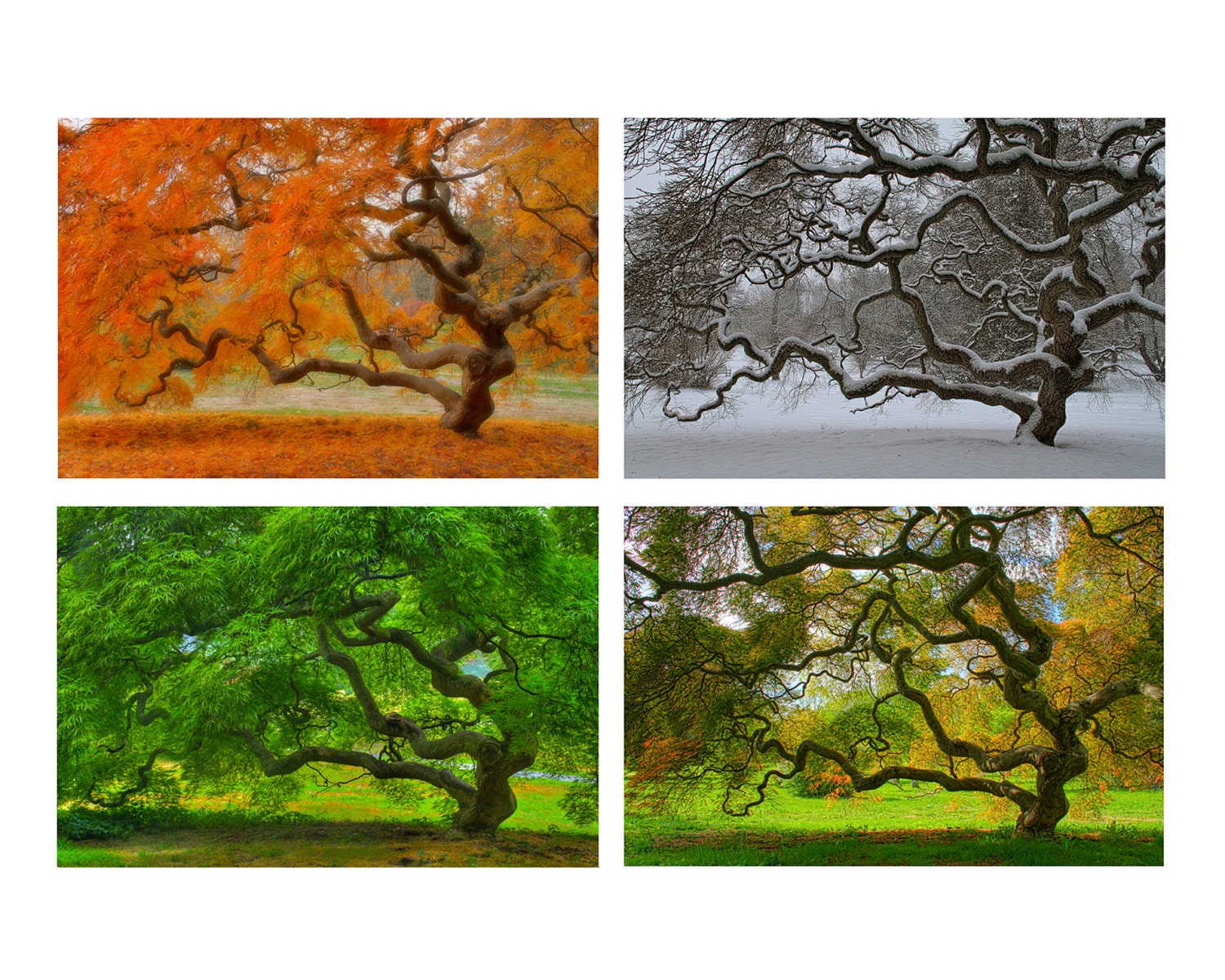 4X6 Print Set - SEASONS - Landscape Photography - Tree - Nature - Autumn - Winter - Spring - Summer - Home Decor - Wall Art - Other Sizes
