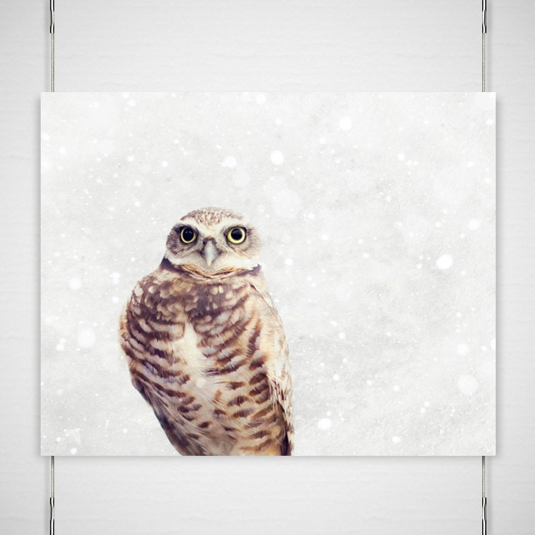 Winter Owl Photo - 8x10 Photograph - Owl Art Print - Owl Photograph - snowy forest burrowing owl woodland white 'Snow Day'