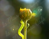 Inching Along. 8 x 10 print. Yellow chrysanthemum & green inchworm.