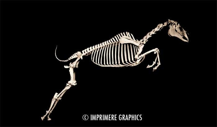 Horse Skeleton Equestrian 5x7 Giclee Print. Great Home Decor Wall Art.