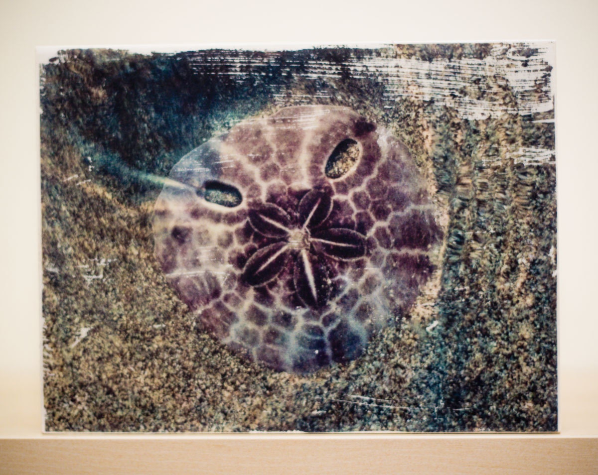 Photo Transfer Wood Block - Sand Dollar, Bali - 6x8
