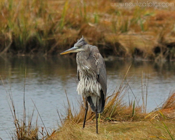 Animal Photography, Grumpy Blue Heron bird print, humorous print, wall art, 8 x 10 fine art Nature Photography