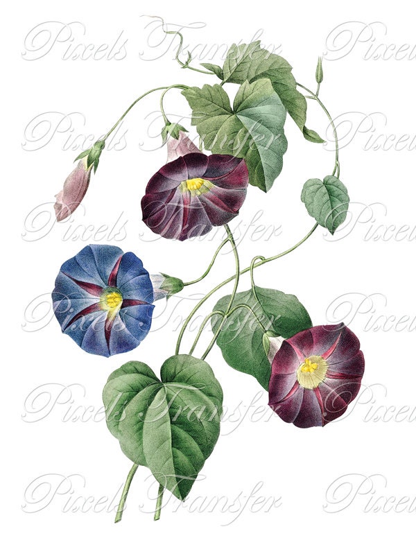 MORNING GLORY Large Digital Image Transfer botanical illustration Redoute 087