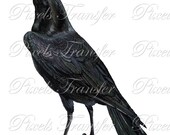 RAVEN Digital Downloads, black bird clipart 189