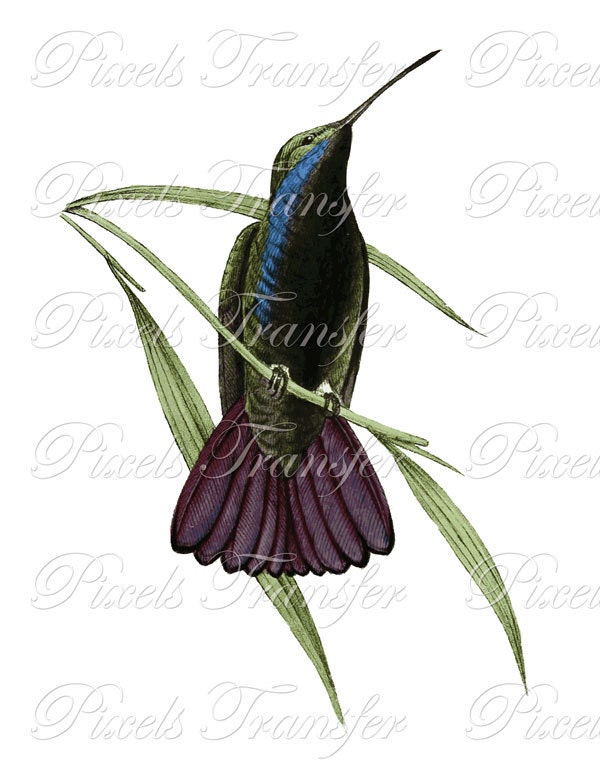 HUMMINGBIRD Digital Image Transfer, vintage colibri bird large image 001