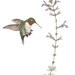 Ruby-throated Hummingbird Blank Greeting Card (Pack of 6)