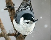 Nuthatch Snowflakes Note Card - NaturesJoyNoteCards