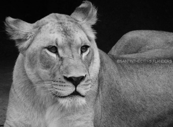 Lioness Portrait Photo // 8x10 Print Fine Art Photograph // Beautiful Cat