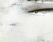 Fine Art Photography - Sardins, 47x70cm