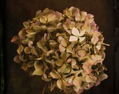 Hydrangea Photograph, Fine Art Print, Home Wall Decor, Vintage Inspired